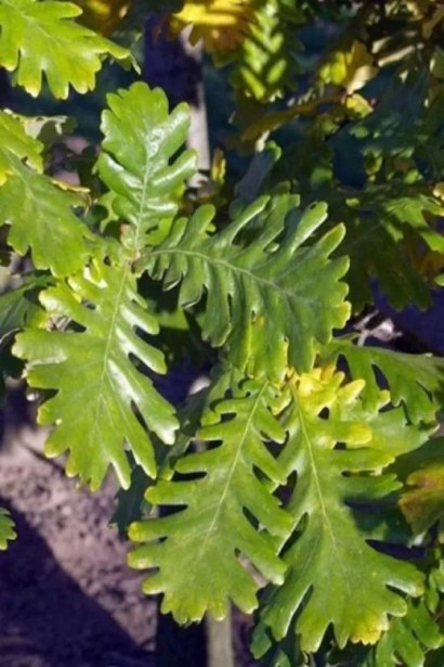 Quercus frainetto